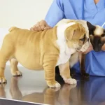 Baropodometria para Pet