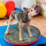 Fisioterapia Veterinária