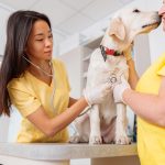 Veterinary health workers inspecting beautiful golden retriever dog with phonendoscope during routine check-up at doctor office