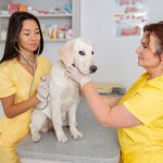 Pretty female veterinarian inspecting cute dog using stethoscope with support of nurse in veterinary clinic